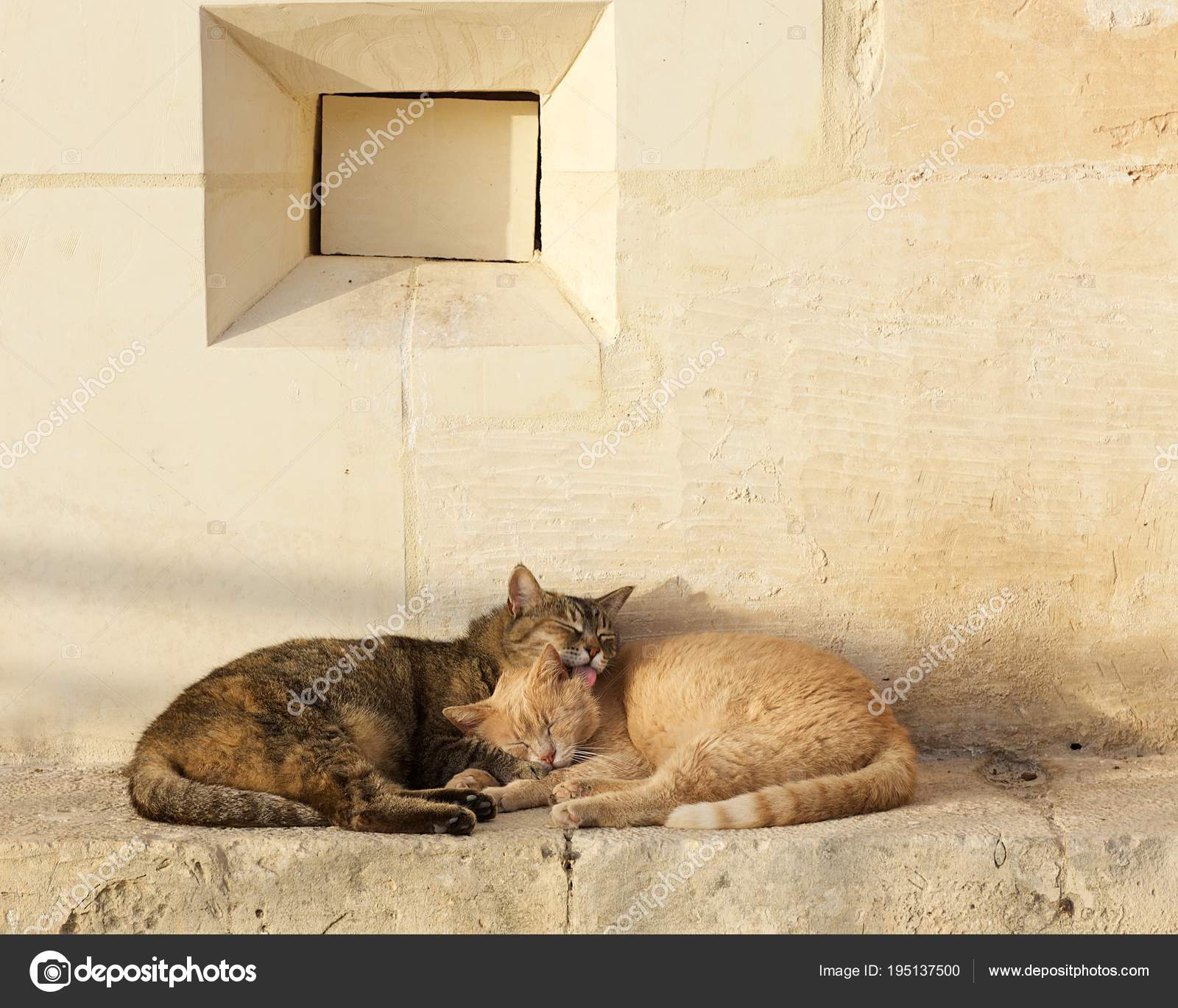 Two Cats Brown Yellow Sleeping Each Together Sunny Day Valletta