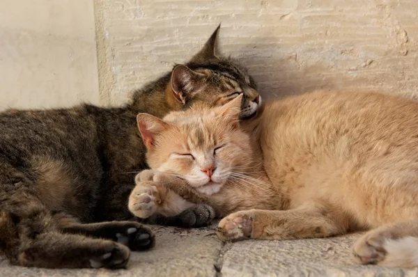 Two cats, brown and yellow, sleeping near each together on sunny day. Valletta, malta, Barraka garden. Maltese cats. Cat relaxing outside. Love