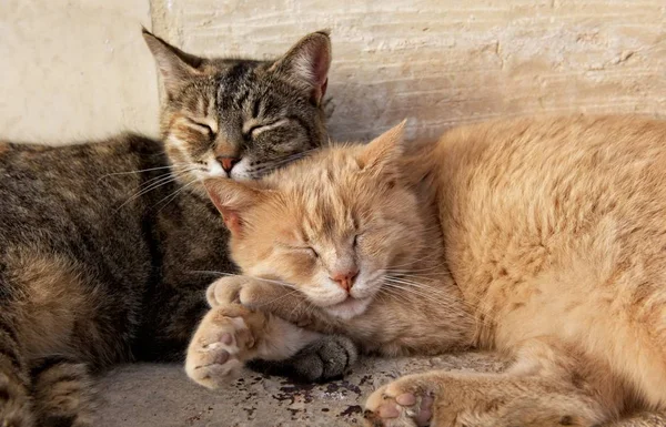 晴れた日に一緒にそれぞれ近くに茶色と黄色 二匹の猫が眠っています バレッタ マルタ Barraka ガーデン マルタの猫 猫外リラックス — ストック写真