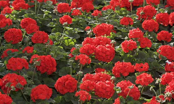 Czerwony Pelargonia Geranium Tle Wybiórcze Skupienie Wiosenny Kwiat Pelargonia Czerwona — Zdjęcie stockowe