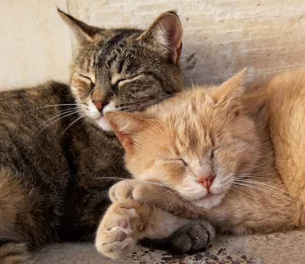 Portrait Two Cats Brown Yellow Sleeping Each Together Sunny Day — Stock Photo, Image