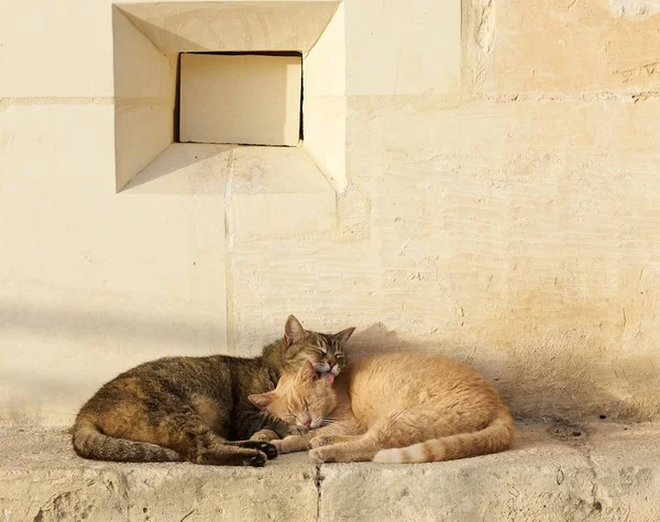 Two Cats Brown Yellow Sleeping Each Together Sunny Day Valletta — Stock Photo, Image