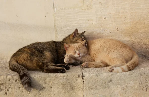 Two Cats Brown Yellow Sleeping Each Together Sunny Day Valletta — Stock Photo, Image