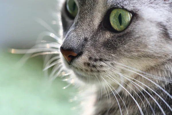 Gri Kedinin Portresi Yaklaş Kedilerin Yüzü Yeşil Göze Odaklan Kedi — Stok fotoğraf