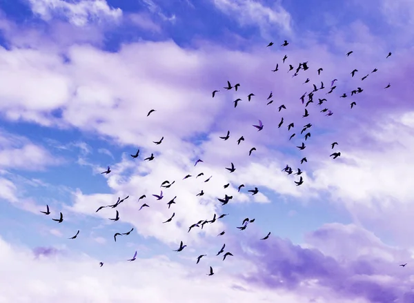 Många Duvor Blå Himmel Bakgrund Duvor Som Flyger Skyn Vilda — Stockfoto