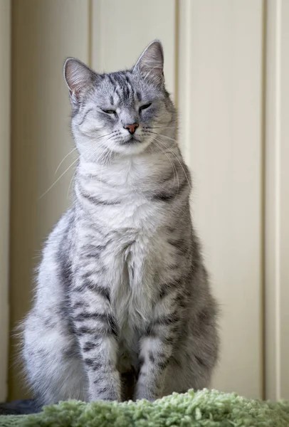 Humorous Photo Cat Sitting Sleeping Portrait Funny Big Grey Kitten — Stock Photo, Image