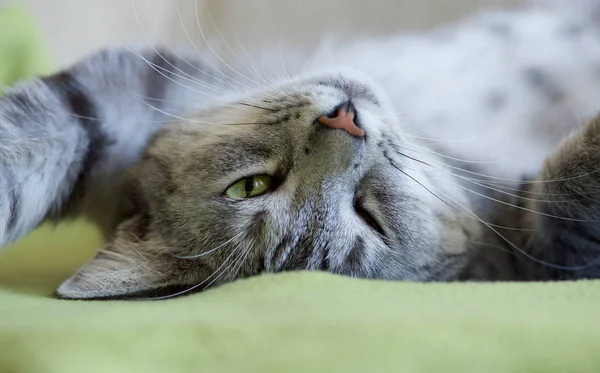 Grijze Kat Natuurlijke Thuis Achtergrond Lui Kat Gezicht Close Klein — Stockfoto