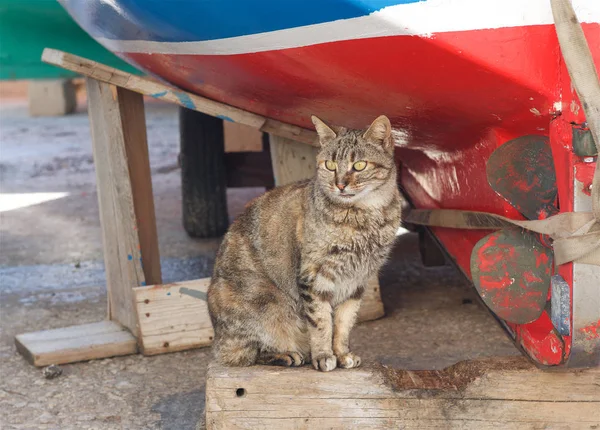 Brown Sleepy Cat Sitting Colorful Boat Maltese Cat — Stock Photo, Image