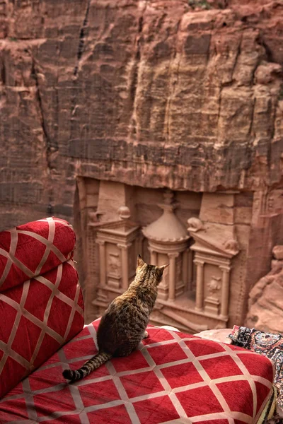 ペトラ ヨルダン 12月 2018 カズネーまたはペトラ ヨルダンの財務省への眺めと岩の上に座っている黄色の猫 ペトラは世界の新七不思議の古代都市の一つです ユネスコ世界遺産 — ストック写真