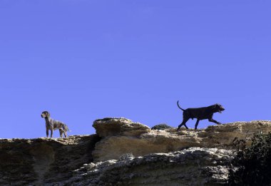 Bir kayanın üzerinde iki köpek. Dışarıda yürüyen iki köpek. Mavi arka planda izole edilmiş iki doberman köpeği