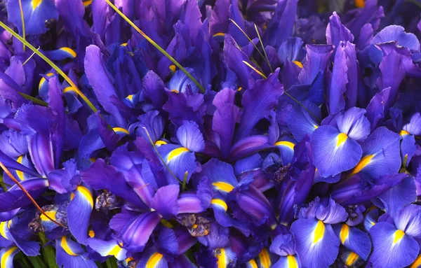 Фиолетовый Фон Радужной Оболочки Весенняя Концепция Фиолетовый Синий Фон Радужной — стоковое фото