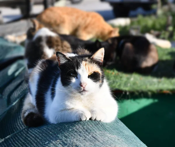 Street cat relaxing on a sun, on a boat. Three colors cat on a sun