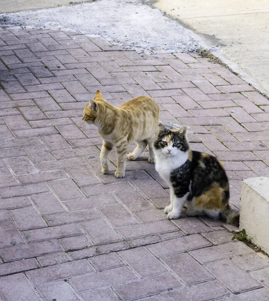 Zwei Katzen Sitzen Auf Einer Straße Straßenkatzen Ingwer Und Drei — Stockfoto