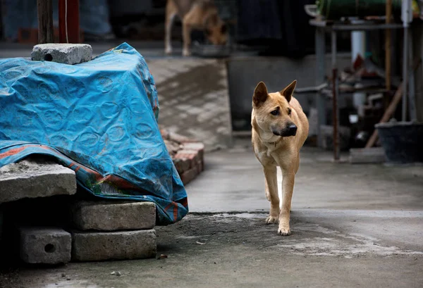 Tysk Herdehund Som Går Gatan Stor Brun Hund Går Territoriet — Stockfoto