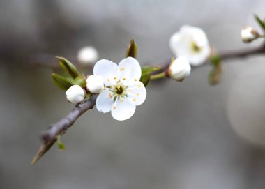 Kiraz çiçeği. Bahar konsepti Güzel bulanık arkaplanda izole edilmiş kiraz 
