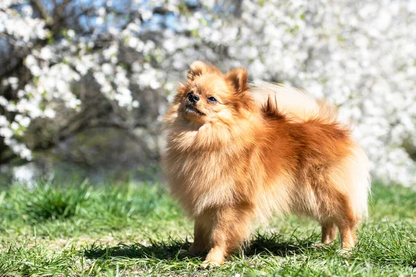 春の自然の中で ポメラニアのスピッツ犬 かなり小さな犬 花の自然を背景にポーズ — ストック写真