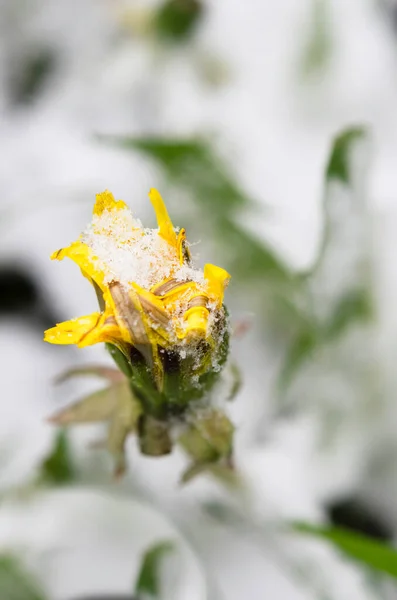 Dandelion blossom covered by snow.Snow at march. Climate changing concept