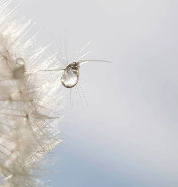 Dandelion Close Isolado Bom Fundo Quente Macro Foto — Fotografia de Stock