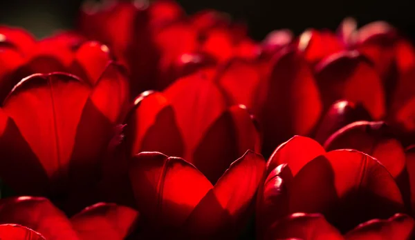 Fondo Tullip Campo Tulipanes Rojos Nytherlands Holand Naturaleza Flores —  Fotos de Stock