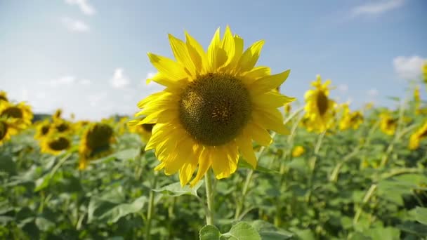 Zonnebloemen in een veld — Stockvideo