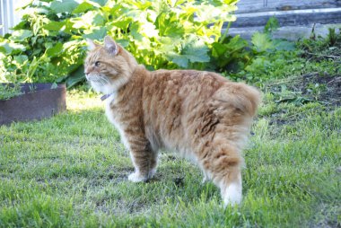 Kırmızı Kurilian kısa kuyruklu kedisi sokakta yürüyor.