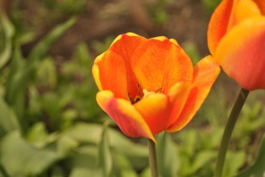 Çiçekler arka planda büyüyen iki turuncu lale.