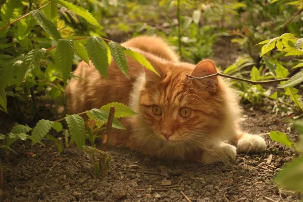 Red Cat Hiding Bushes Watching — Stock Photo, Image