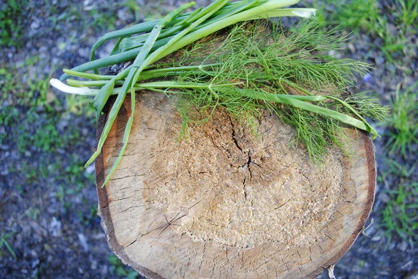 Grön Lök Och Dill Ligger Stubbe Skogen — Stockfoto