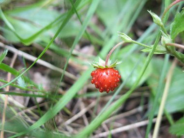 Bir dal üzerinde yabani çilek
