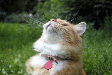 Yakalı kırmızı kedi Kuril Kılkuyruk. Sokakta yürürken