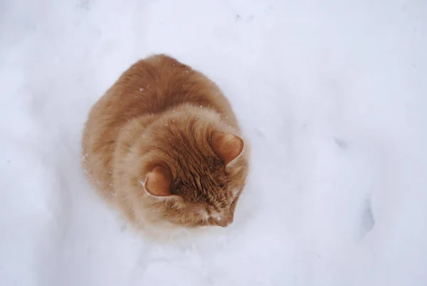 Röd Katt Kuril Bobtail Promenader Vintern Gatan Sittande Snön — Stockfoto