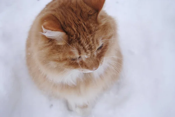 Красная Кошка Курил Бобтейл Ходит Зимой Улице Сидя Снегу — стоковое фото