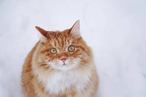 Красная Кошка Курил Бобтейл Ходит Зимой Улице Сидя Снегу — стоковое фото