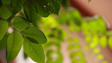 Çevrenin güzel manzarasını kapatın. Bulanık yeşil gökyüzü arka planında yeşil yapraklar. Halk parkında güneş ışığı var. Manzara ekolojisi ve duvar kağıdı ve arkaplan için kopyalama alanı.