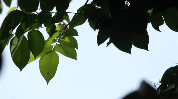 Feche Bela Vista Natureza Folhas Verdes Fundo Céu Verde Desfocado — Fotografia de Stock