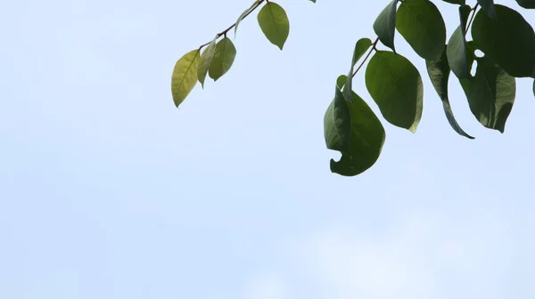 Feche Bela Vista Natureza Folhas Verdes Fundo Céu Verde Desfocado — Fotografia de Stock