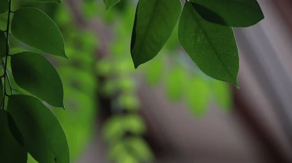 Закройте Красивый Вид Природу Зелеными Листьями Размытом Зеленом Фоне Неба — стоковое фото