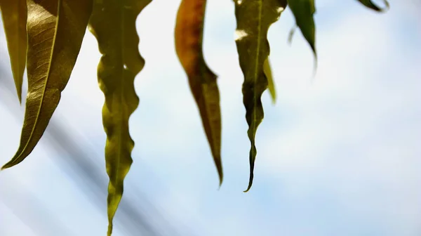 Закрыть красивый вид на природу зелеными листьями на размытой зелени — стоковое фото