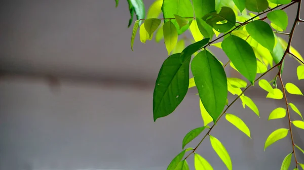 Close up bela vista da natureza folhas verdes em vegetação turva — Fotografia de Stock