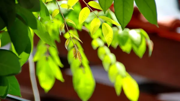 Крупним планом красивий вид на зелене листя природи на розмитій зеленій — стокове фото