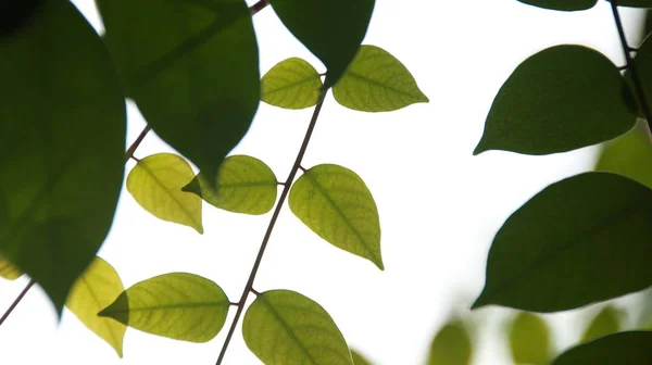 Close Bella Vista Della Natura Foglie Verdi Sfondo Cielo Verde — Foto Stock