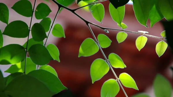 Close Bella Vista Della Natura Foglie Verdi Sfondo Cielo Verde — Foto Stock