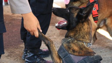 K9 ekibinin polis üyesi, eğitimdeyken köpek uzmanı Batang Endonezya 11 Kasım 2019