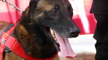 K9 ekibinin polis üyesi, eğitimdeyken köpek uzmanı Batang Endonezya 11 Kasım 2019