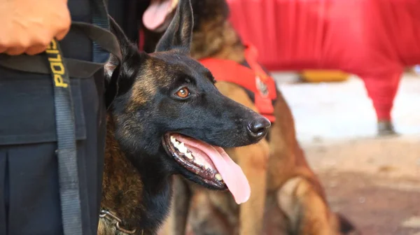 K9小组的警察成员 嗅探犬专家 在训练期间 印度尼西亚巴丹 2019年11月11日 — 图库照片