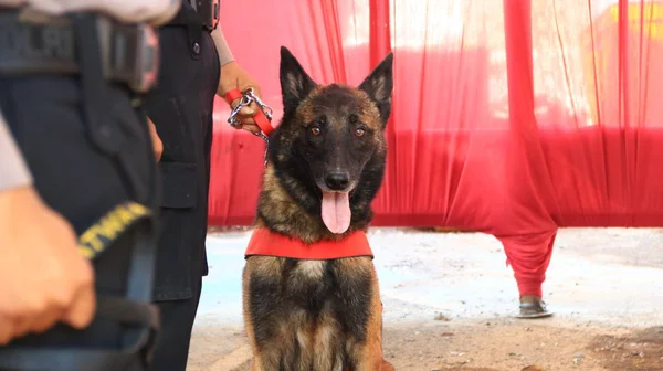 Membro Della Polizia Del Team Specialisti Cani Fiuto Durante Allenamento — Foto Stock