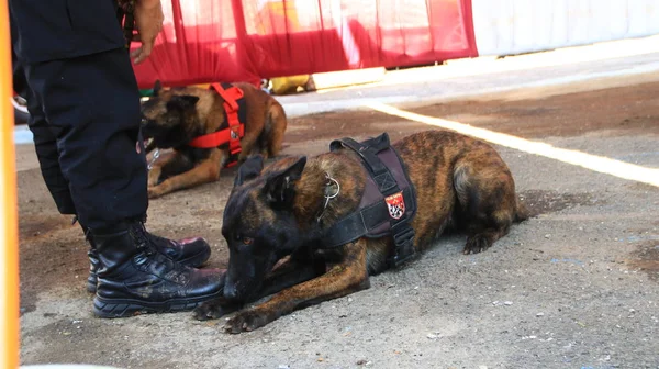 Membro Della Polizia Del Team Specialisti Cani Fiuto Durante Allenamento — Foto Stock