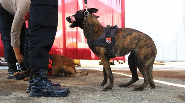 Rendőrség Tagja Csapat Sniffer Kutya Szakemberek Míg Képzés Batang Indonézia — Stock Fotó