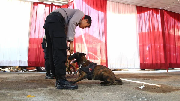 Membro Della Polizia Del Team Specialisti Cani Fiuto Durante Allenamento — Foto Stock