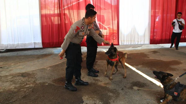 Membro Della Polizia Del Team Specialisti Cani Fiuto Durante Allenamento — Foto Stock